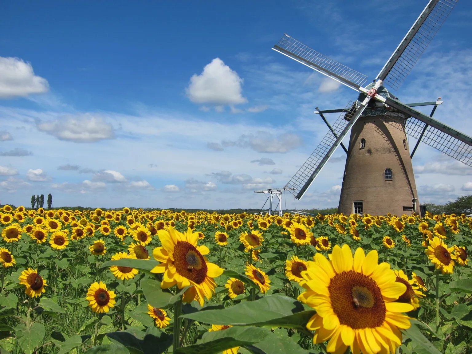 🌳 기타카시와 후루사토 공원 이미지 3